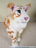 CC26-SF-37f: The Rare and Elusive Firecat